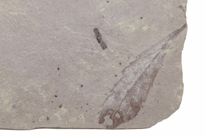 Unidentified Fossil Leaf - Ruby River Basin, Montana #216599